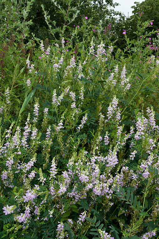 Goats-rue_LP0377_30_Hampton_Court