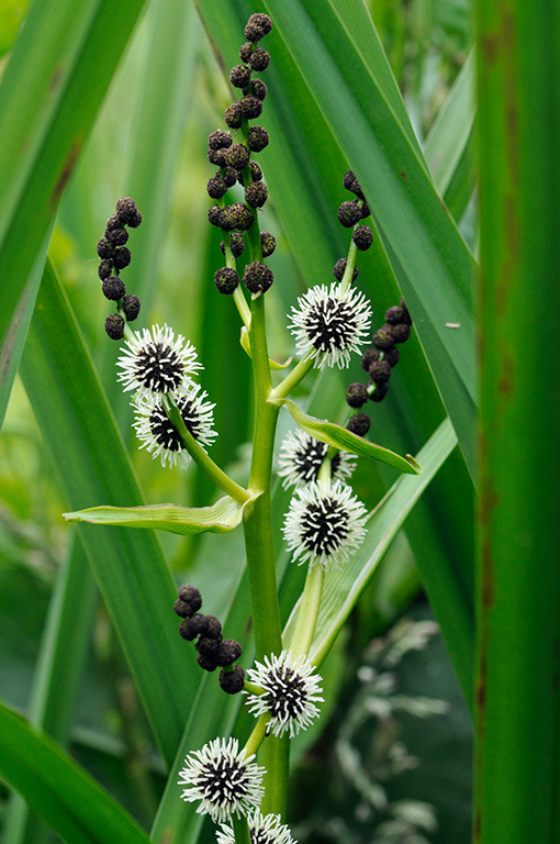 Branched_Bur-reed_LP0317_111_Hampton_Court