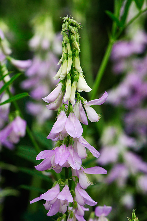 Goats-rue_LP0377_24_Hampton_Court