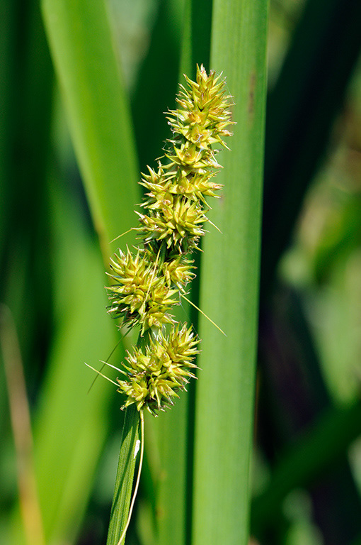 False_Fox-sedge_LP0317_066_Hampton_Court