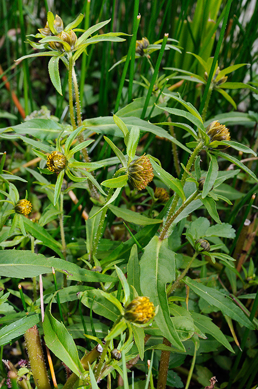 London_Bur-marigold_LP0332_126_Hampton_Court