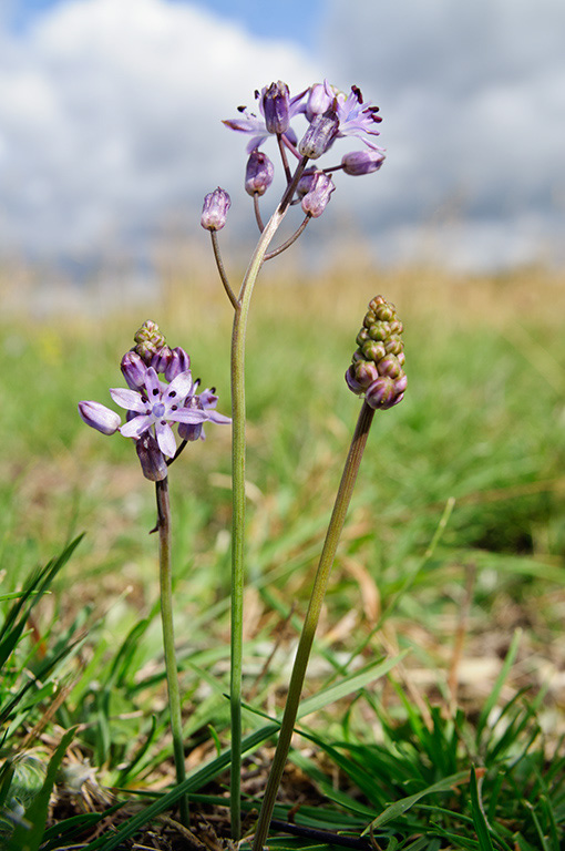 Autumn_Squill_LP0547_05_Hampton_Court