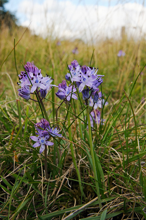 Autumn_Squill_LP0329_33_Hampton_Court