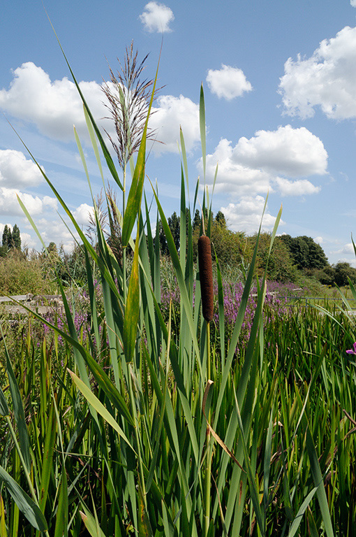 Bulrush_LP0326_100_Hampton_Court