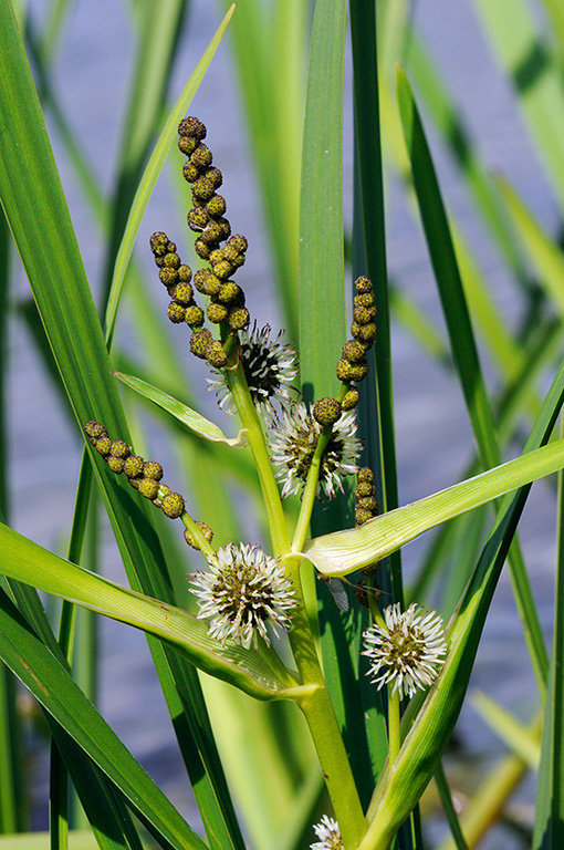 Branched_Bur-reed_LP0329_98_Hampton_Court