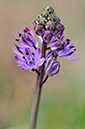 Autumn_Squill_LP0293_047_Hampton_Court2