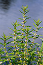 Gypsywort_LP0329_100_Hampton_Court