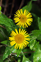 Common_Fleabane_LP0326_118_Hampton_Court