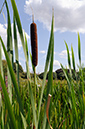 Bulrush_LP0326_88_Hampton_Court