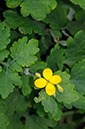 Greater_Celandine_LP0360_88_Hampton_Court