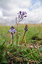 Autumn_Squill_LP0547_03_Hampton_Court