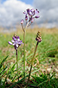Autumn_Squill_LP0547_05_Hampton_Court