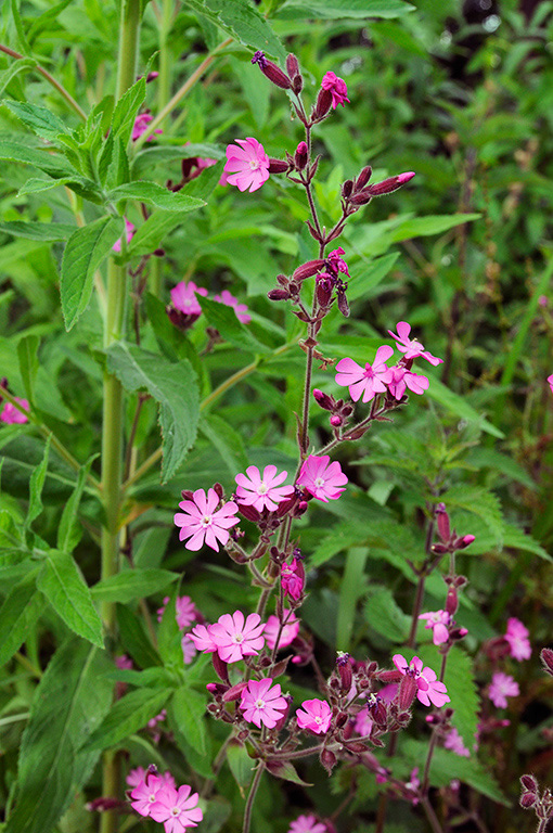 Red_Campion_LP0317_090_Hampton_Court