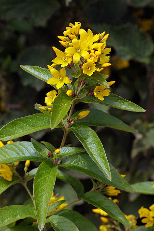 Yellow_Loosestrife_LP0322_37_Hampton_Court