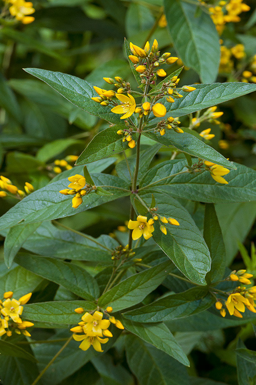 Yellow_Loosestrife_LP0322_31_Hampton_Court