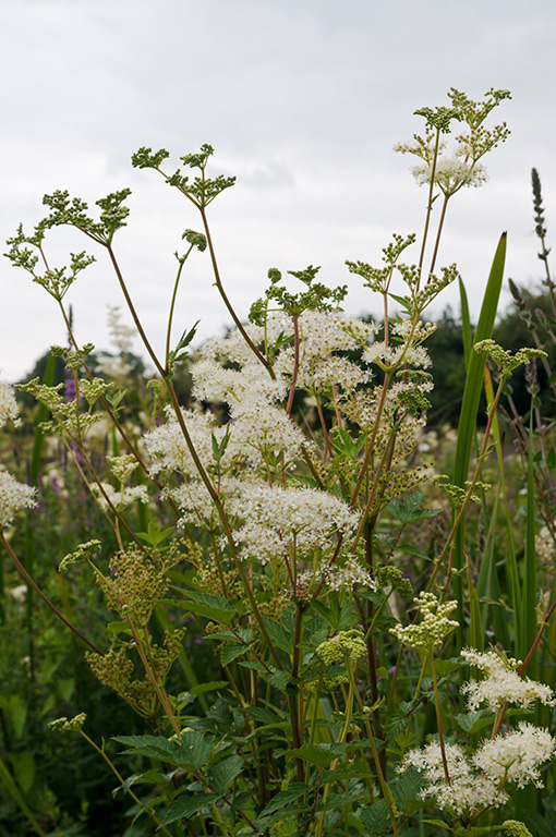 Meadowsweet_LP0377_60_Hampton_Court