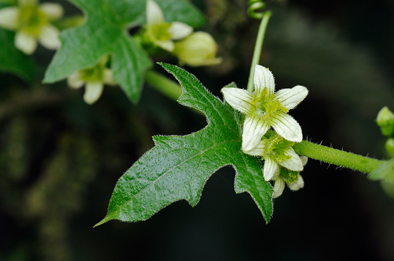 White_Bryony_LP0377_41_Hampton_Court