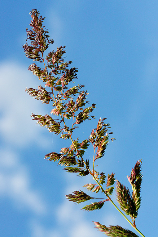 Reed_Canary-grass_LP0317_062_Hampton_Court