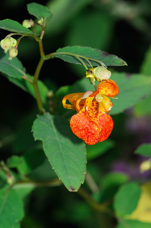 Orange_Balsam_LP0326_120_Hampton_Court