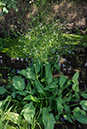 Water-plantain_LP0322_64_Hampton_Court