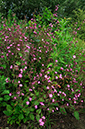 Red_Campion_LP0317_087_Hampton_Court