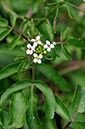 Water-cress_LP0322_62_Hampton_Court