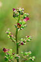 Water_Figwort_LP0377_70_Hampton_Court