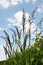 Reed_Canary-grass_LP0317_092_Hampton_Court