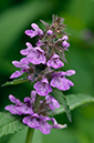 Marsh_Woundwort_LP0377_47_Hampton_Court