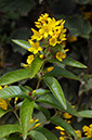 Yellow_Loosestrife_LP0322_37_Hampton_Court