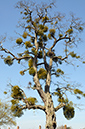 Mistletoe_LP0304_47_Hampton_Court