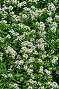 Water-cress_LP0365_34_Hampton_Court