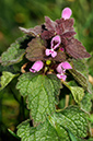 Red_Dead-nettle_LP0304_12_Hampton_Court