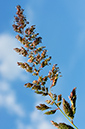 Reed_Canary-grass_LP0317_062_Hampton_Court