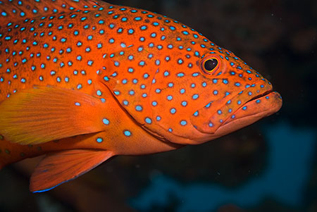 Coral_grouper_L2156_19_Ari