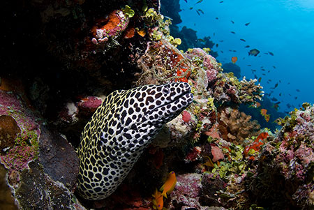 Honeycomb_moray_L2160_23_Felidhoo