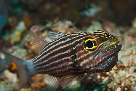 Large-toothed_cardinalfish_L2149_01_Ari