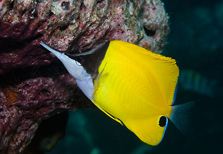 Longnose_butterflyfish_L2148_25_Ari