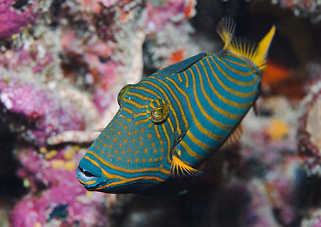 Orangestriped_triggerfish_L2155_30_Ari