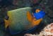 Blue-face_angelfish_L2153_09_Ari