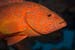 Coral_grouper_L2156_19_Ari