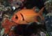 Epaulette_soldierfish_L2147_23_Ari