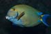 Eyestripe_surgeonfish_L2167_15_South_Male