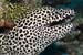 Honeycomb_moray_L2163_25_South_Male