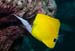 Longnose_butterflyfish_L2148_25_Ari