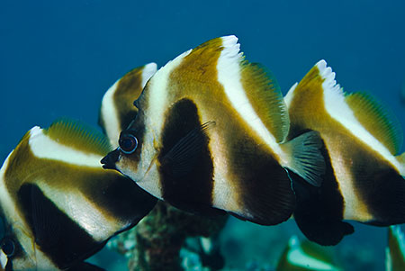 Phantom_bannerfish_L2148_11_Ari