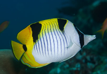 Saddleback_butterflyfish_L2169_28_North_Male