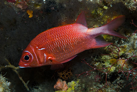 Tailspot_squirrelfish_L2164_11_South_Male