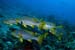 Oriental_sweetlips_L2159_15_Felidhoo