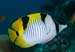 Saddleback_butterflyfish_L2169_28_North_Male